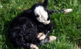 Pascal the lamb