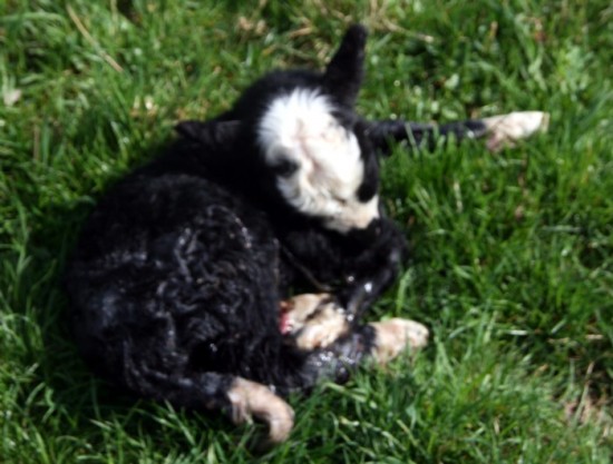 Pascal the lamb