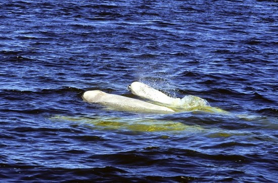 Beluga whales spotted near Churchill, Manitoba