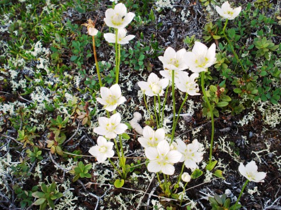 local vegetation was in full-summer bloom, and included grass of parnassus, a tundra wildflower. 