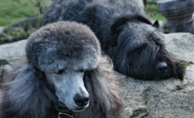 Grey Dogs