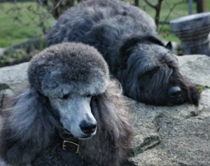 Grey Dogs