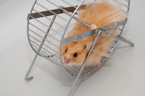 Hamster on wheel