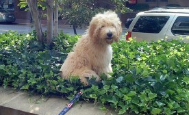 Bad Dog