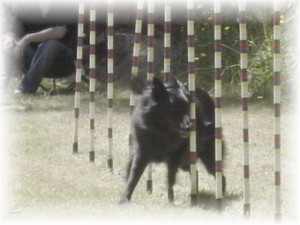 Weave Pole Training