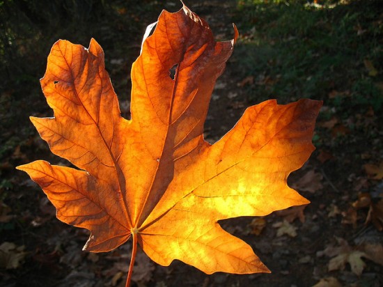 maple leaf