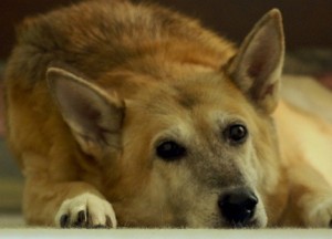 Lying Dog