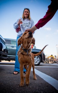 Good dog