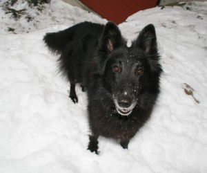 Tira in the snow