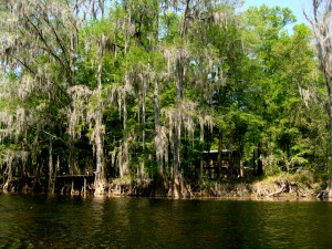 Spanish moss-laden live oak on the Santa Fe River, Florida.