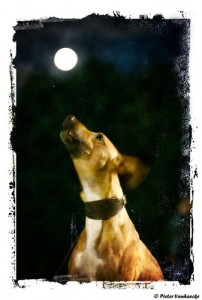 Mystic Moon