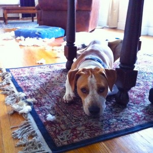 Bad dog