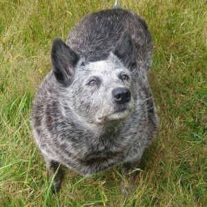 Fat dog