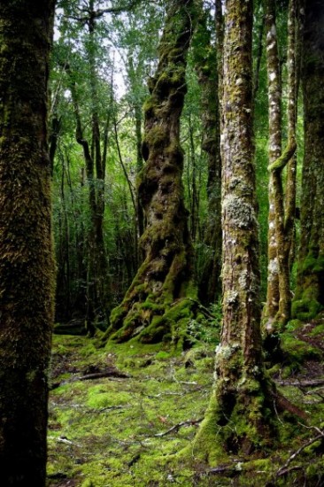 King Billy Pine - Tasmania