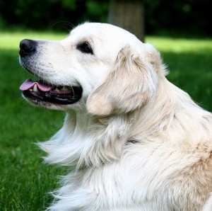 Happy Dog