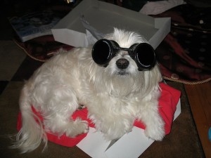 Science Dog