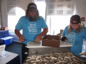Oysters for sampling