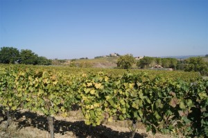 Tuscan Countryside and Vineyard