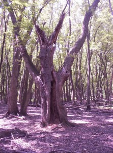 Haunted tree