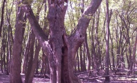 Haunted tree