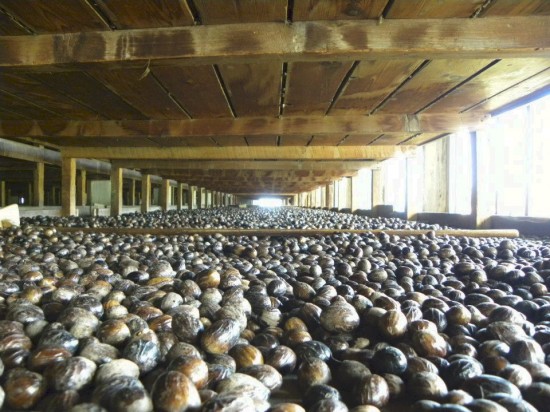 Nutmegs drying in racks at processing facility