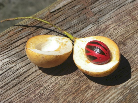 Close up of a nutmeg
