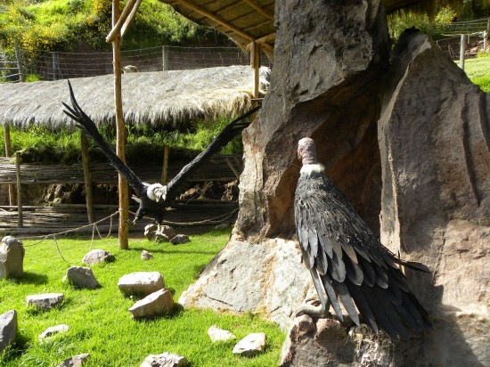 Giant Andean condors (models)