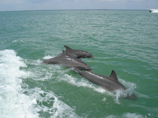 Dolphins chase Captiva Island tour boat