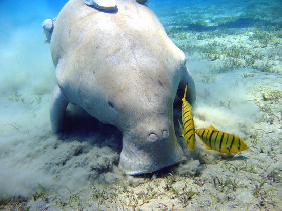 Dugong grazing