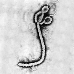 Ebola virus