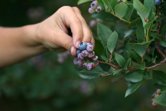 Hand_picking_blueberries