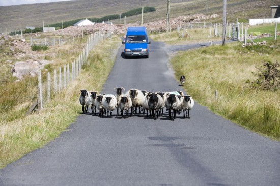Blackfaced sheep, Curraun Peninsula, County Mayo.