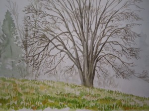 Maple in winter, original watercolor