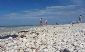 Shells by the millions on Sanibel Island