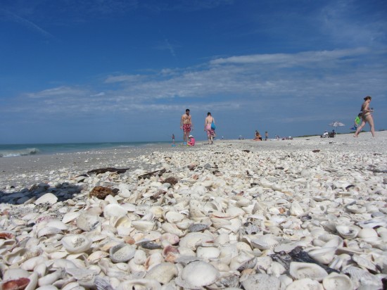Shells by the millions on Sanibel Island