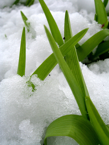 Spring Snow