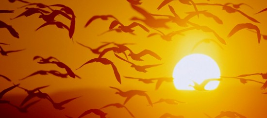 Gulls In The Sun