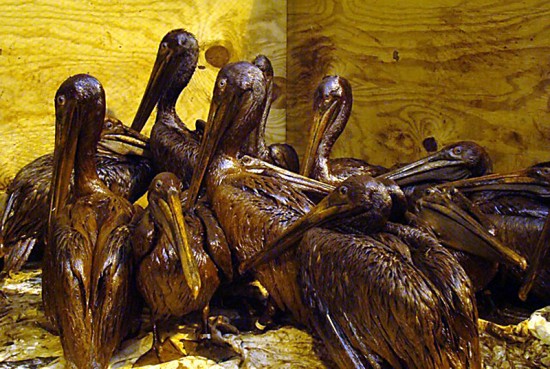 GulfOiledPelicans