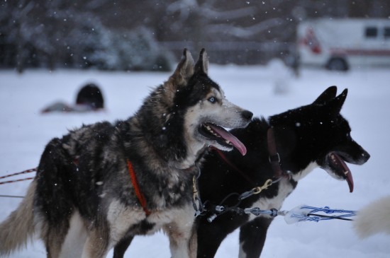 Huskies