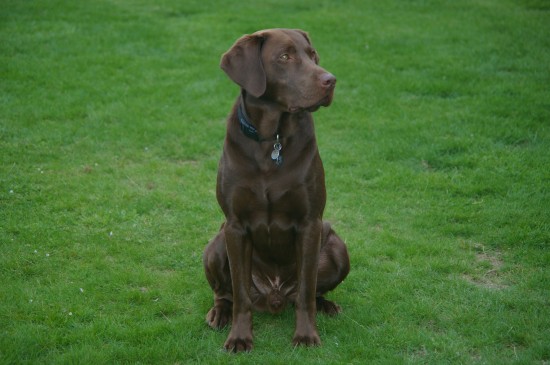 Chocolate Labrador Retriever