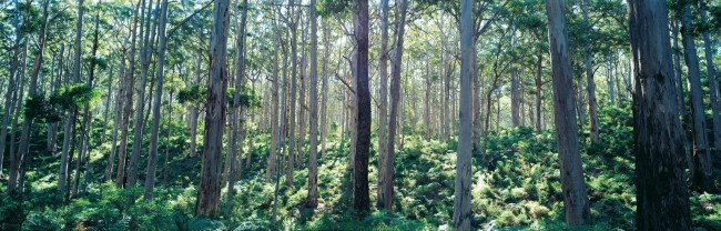 Boranup State Forest, located near Margaret River
