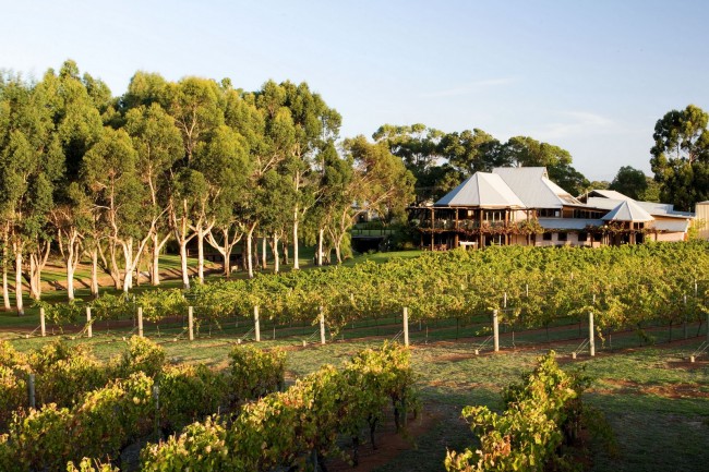 Vasse Felix vineyard, Cowaramup