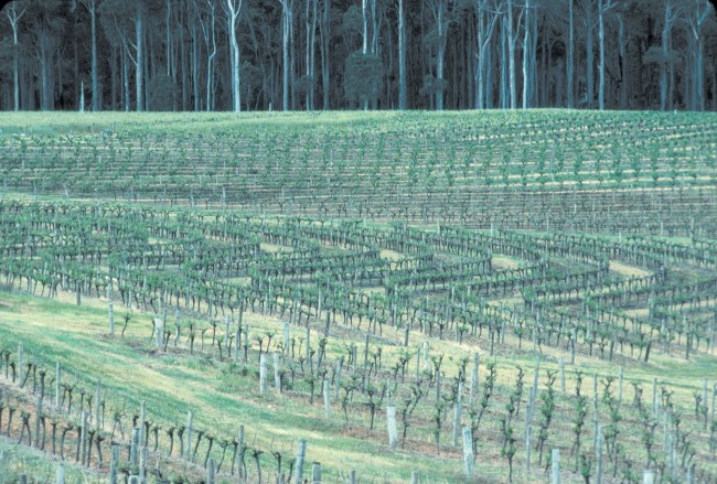 Vineyard in the south west 