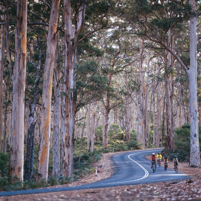 Cyclists on Caves Road in Boranup State Forest, near Margaret River
