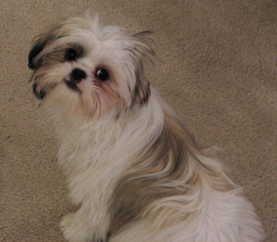 Shih Tzu