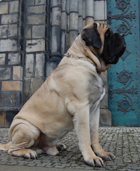 English Mastiff