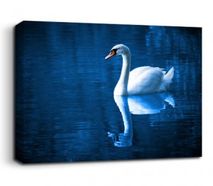 Swan On Canvas