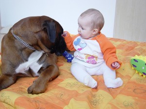 Dog Nurse