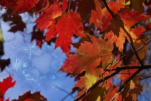 Autumn Leaves