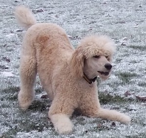 Duke, our blonde male Standard Poodle, loves to play in the snow.